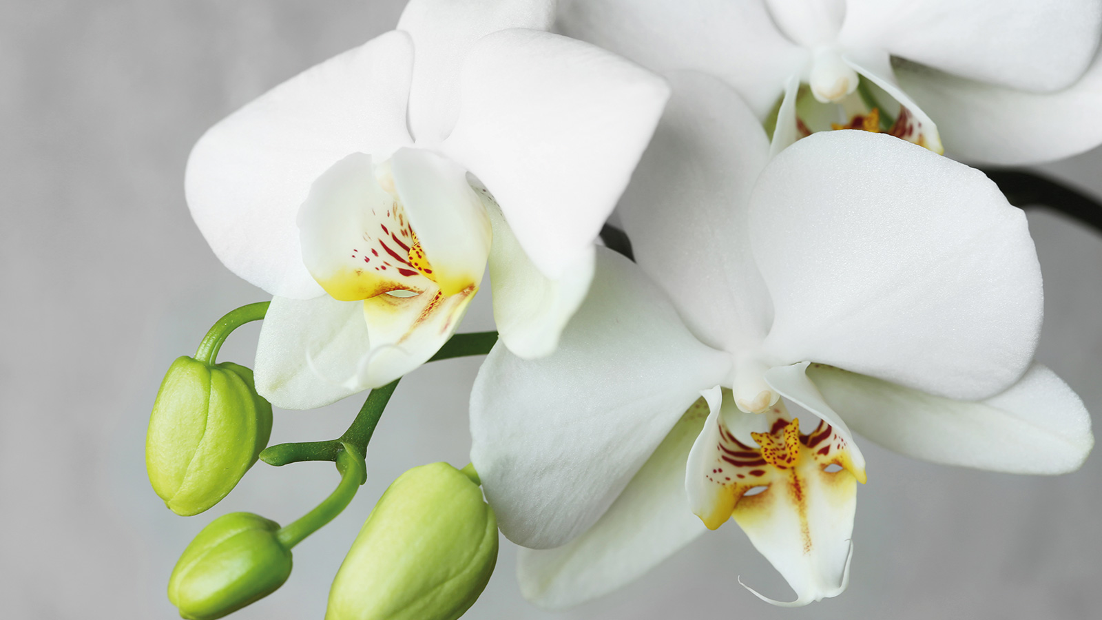 Top 10 DON'Ts when Growing Orchids - tips for orchid beginners 